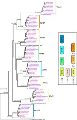 Wnt Genes in Wing Pattern Development of Coliadinae Butterflies
